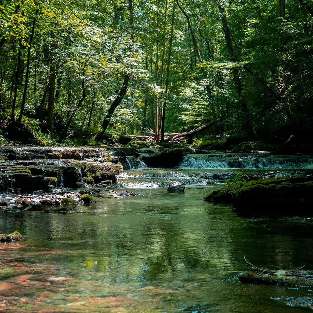 Imagem ilustrativa em comemoração do Dia Mundial do Meio Ambiente.